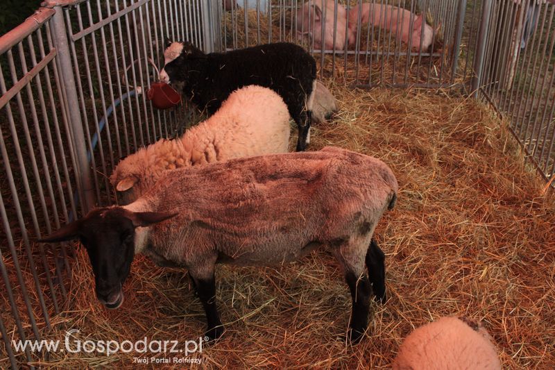  XX Targi Rolnicze Lubniewice