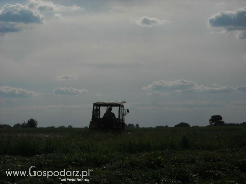 pierwsze sianokosy w roli głownej ursus c330M...