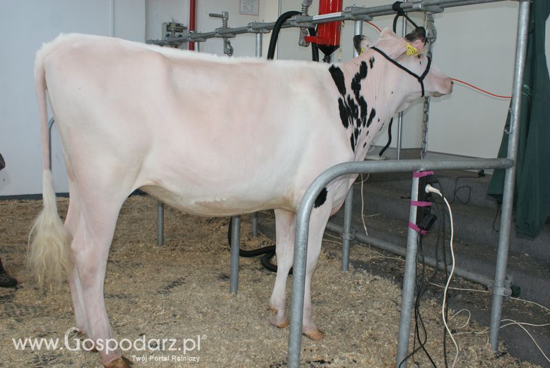 Bydło mleczne na XXV Krajowej Wystawie Zwierząt Hodowlanych