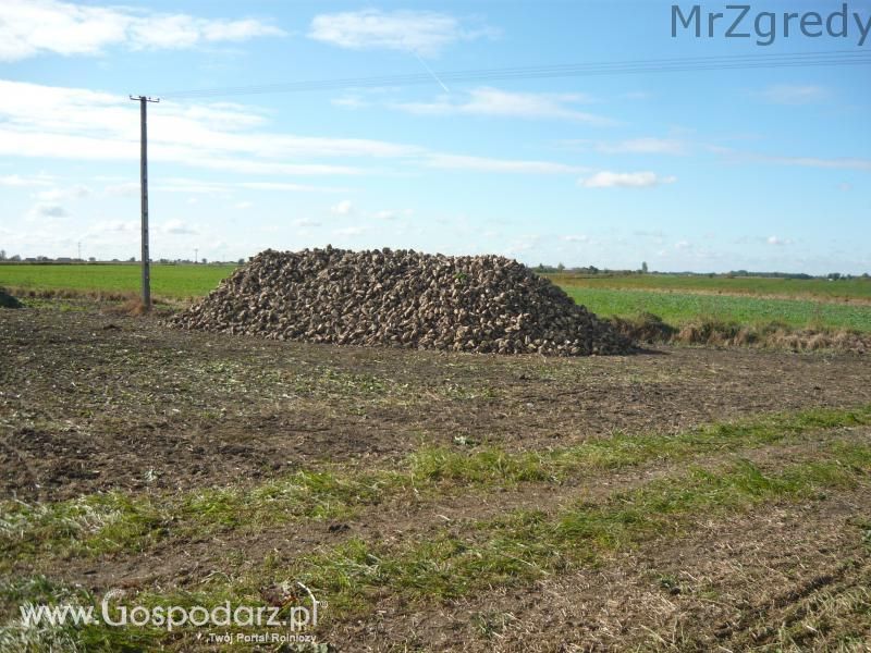 Buraki 2011