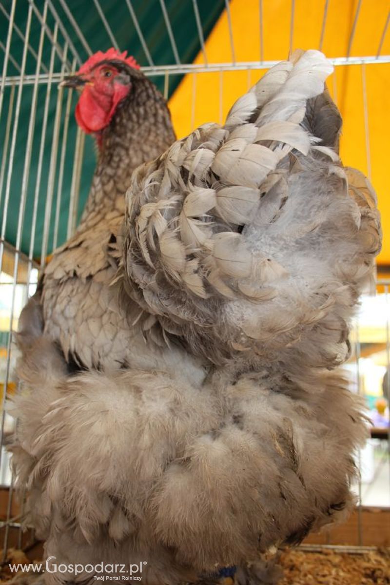 Wielkopolskie Targi Rolnicze „Sielinko 2011”  - Sobota