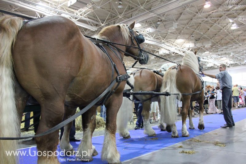 XXV Krajowa Wystawa Zwierząt Hodowlanych Niedziela