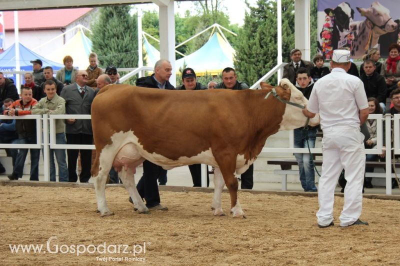 Prezentacja Championów na VII Ogólnopolskiej Wystawie Bydła Hodowlanego w Sielinku 2012