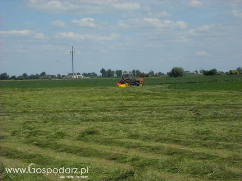 pierwsze sianokosy w roli głownej ursus c330M...