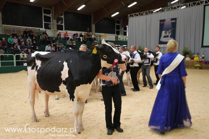 Wystawa  Blickpunkt Rind 2013 w miejscowości Paaren/Glien (Niemcy)