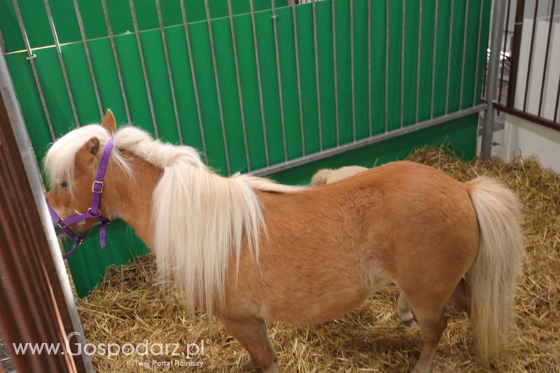 KWZH 2015 piątek
