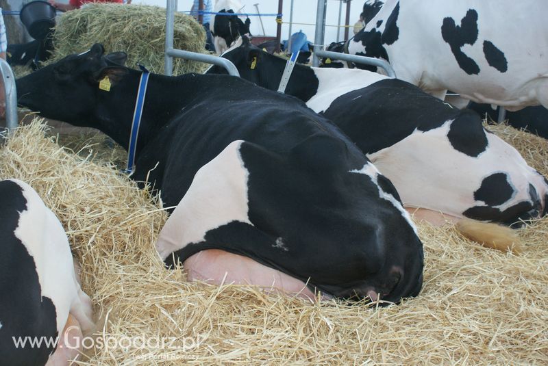 Bydło mleczne na XXV Krajowej Wystawie Zwierząt Hodowlanych