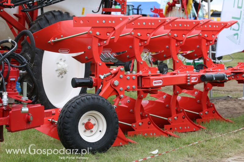 Maschio Gaspardo na Regionalnej Wystawie Zwierząt Hodowlanych i Dni z Doradztwem w Szepietowie 2017