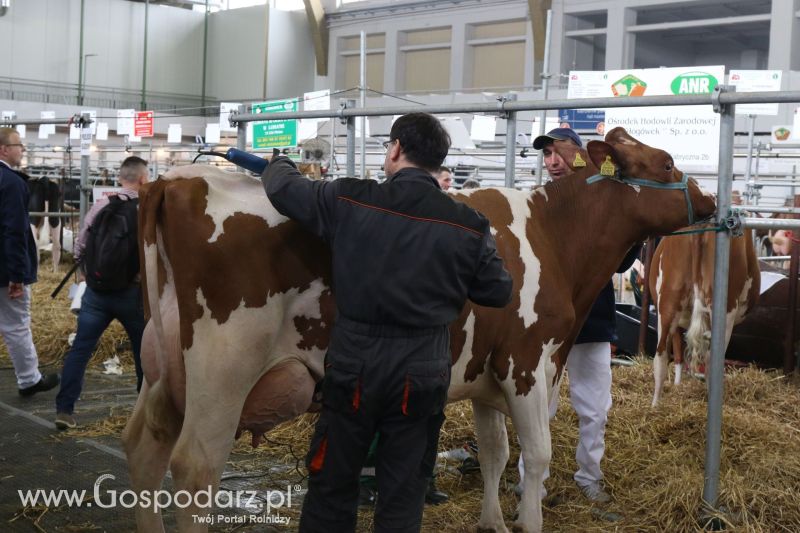 Krajowa Wystawa Zwierząt Hodowlanych w Poznaniu 2017 (niedziela, 7 maja)