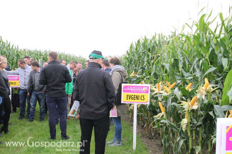 Poletka doświadczalne Caussade Nasiona w Dziećmiarkach 2017
