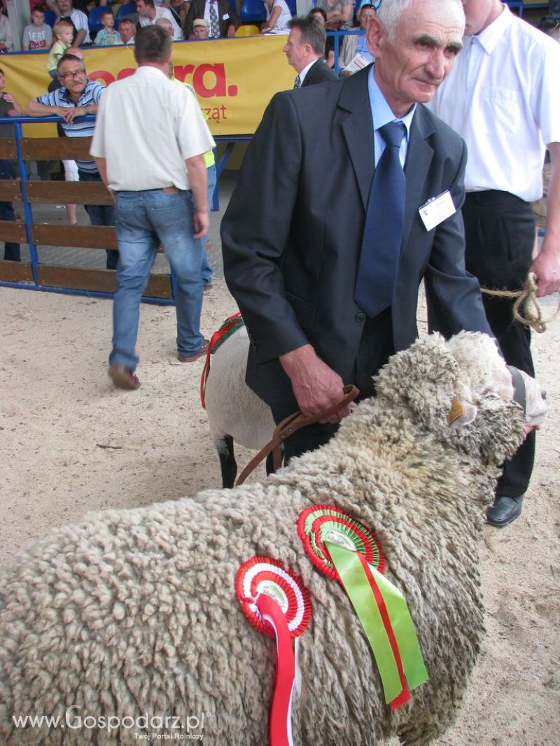 Owce- Szepietowo 2012 XIX Regionalna Wystawa Zwierząt Hodowlanych