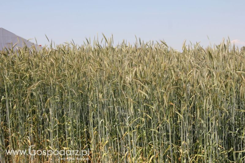 Zielone AGRO SHOW – POLSKIE ZBOŻA 2014 w Sielinku - niedziela