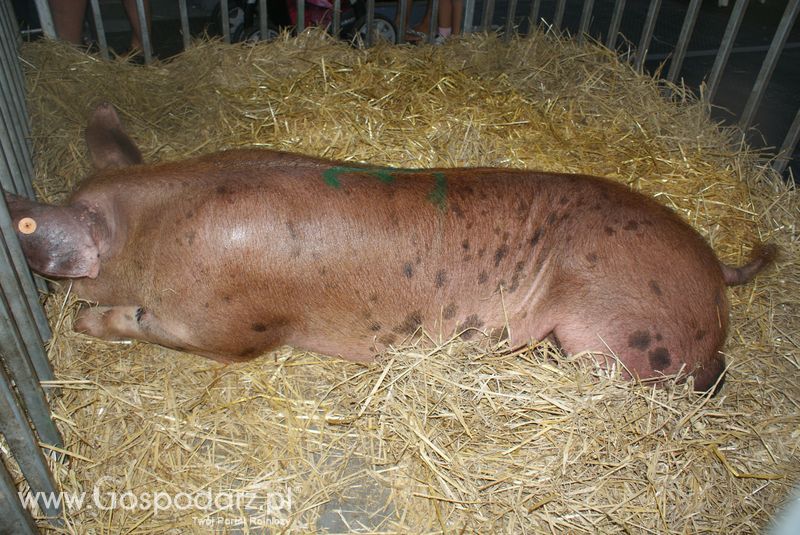 Lochy, knury na XXV Krajowej Wystawie Zwierząt Hodowlanych