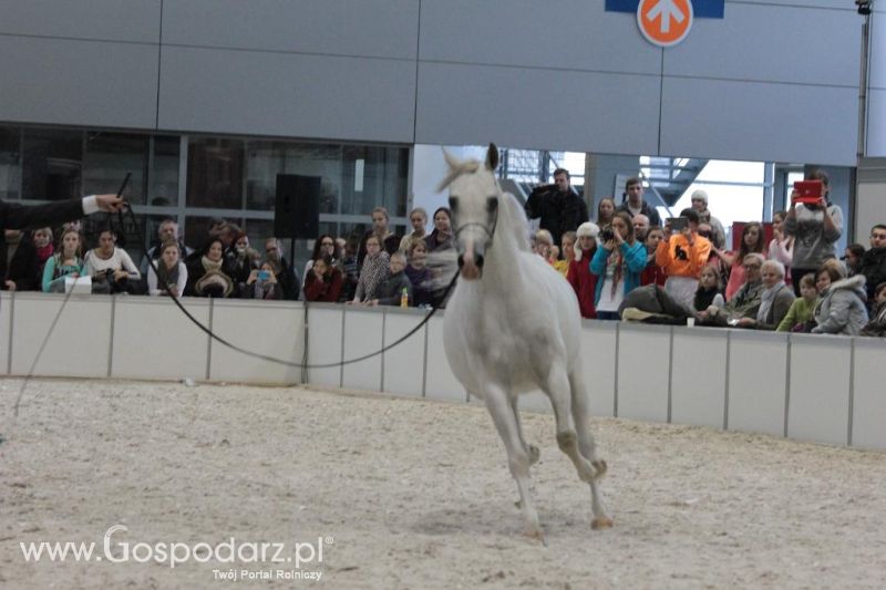 CAVALIADA 2013 w Poznaniu