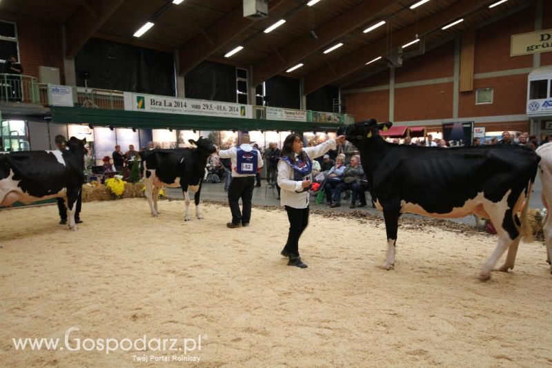 Wystawa  Blickpunkt Rind 2013 w miejscowości Paaren/Glien (Niemcy)
