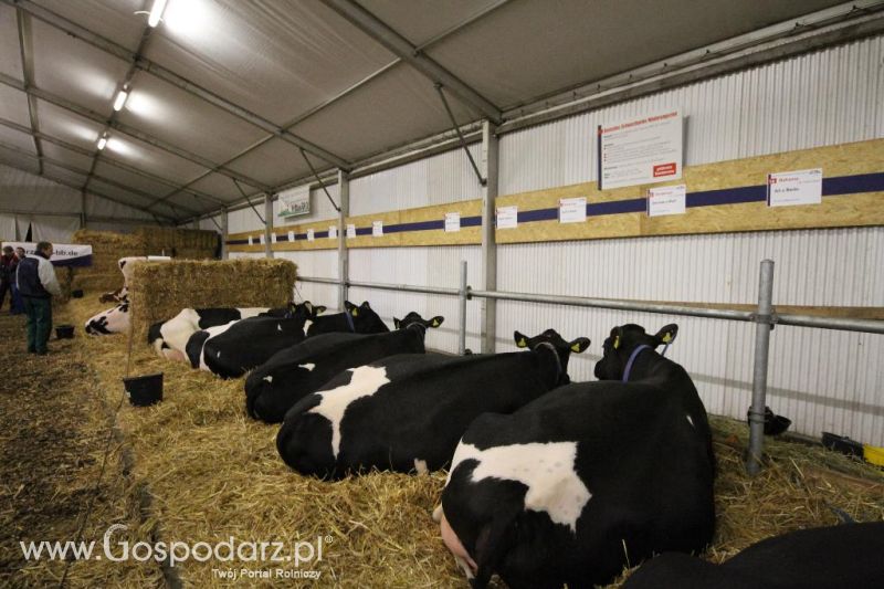 Wystawa  Blickpunkt Rind 2013 w miejscowości Paaren/Glien (Niemcy)