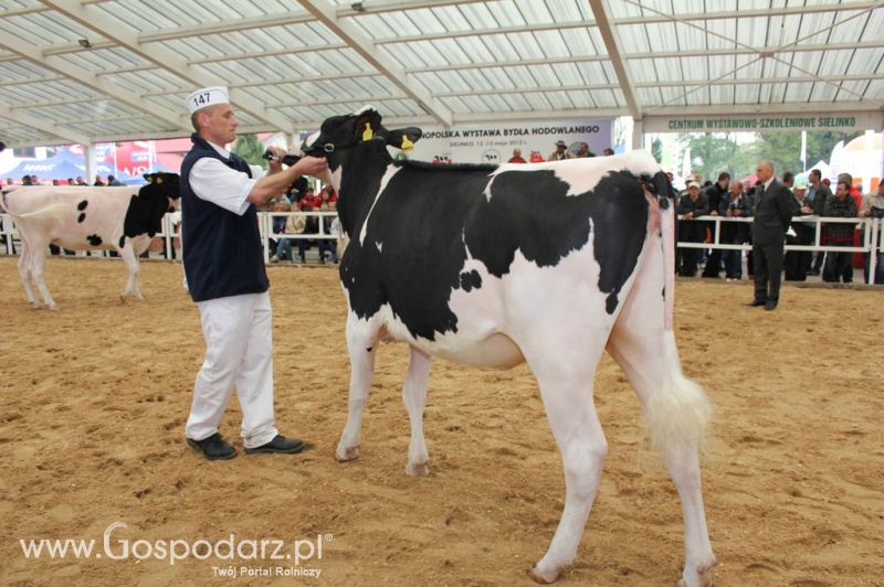 VII Ogólnopolska Wystawa Bydła Hodowlanego - Sielinko 2012