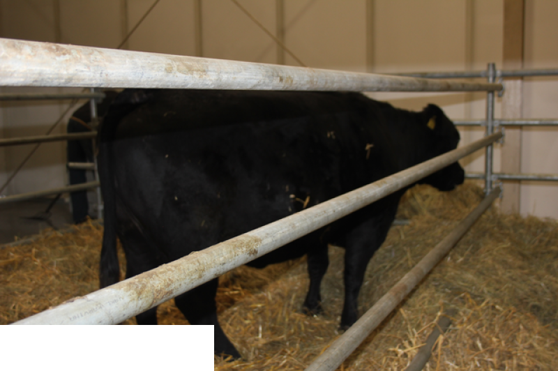 Międzynarodowe Targi Hodowli Zwierząt FARMA