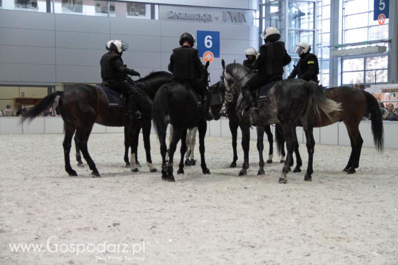 CAVALIADA 2013 w Poznaniu