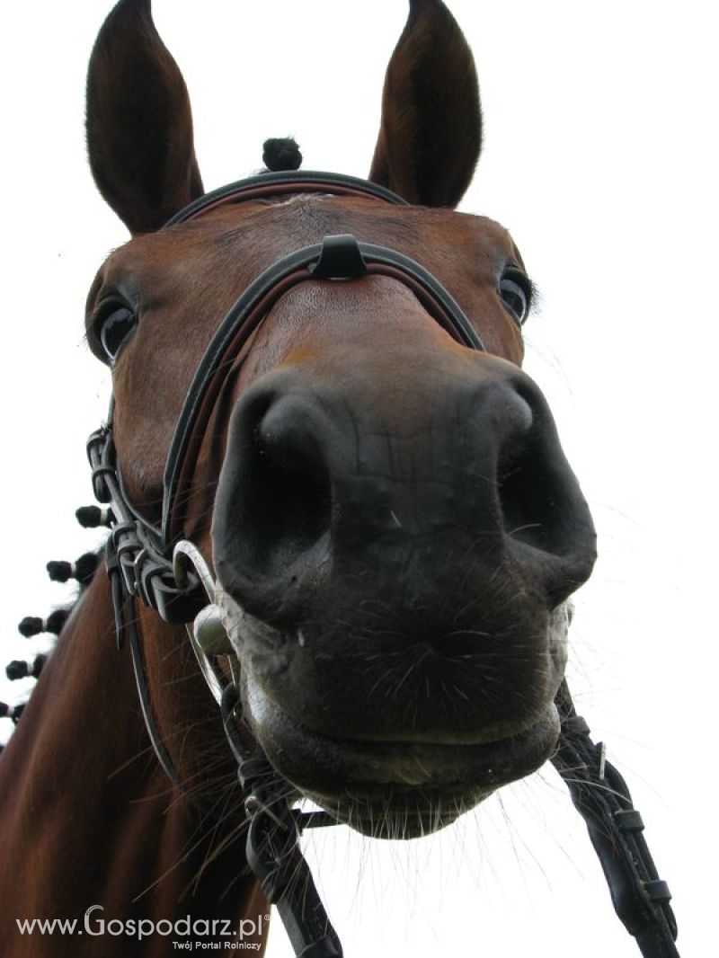 Wystawa Koni Sielinko 2011