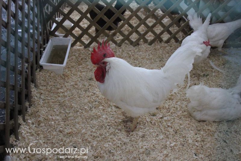 XXVI Krajowa Wystawa Zwierząt Hodowlanych - sobota i niedziela