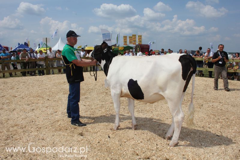 Superchampioni i championi Śląskiej Wystawy Bydła Mlecznego Opolagra 2011