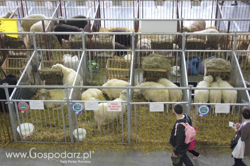 XXVI Krajowa Wystawa Zwierząt Hodowlanych - sobota i niedziela