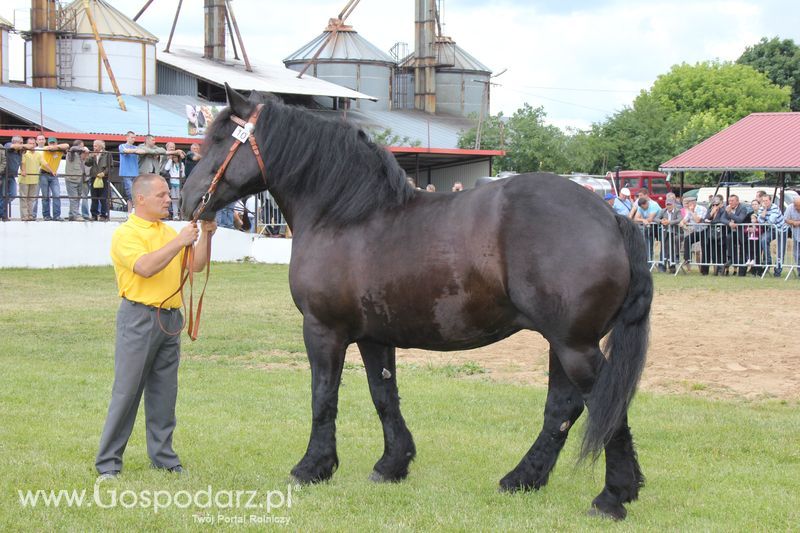 XVIII Regionalna Wystawa Zwierząt Hodowlanych i Dni z Doradztwem Rolniczym w Szepietowie - Sobota