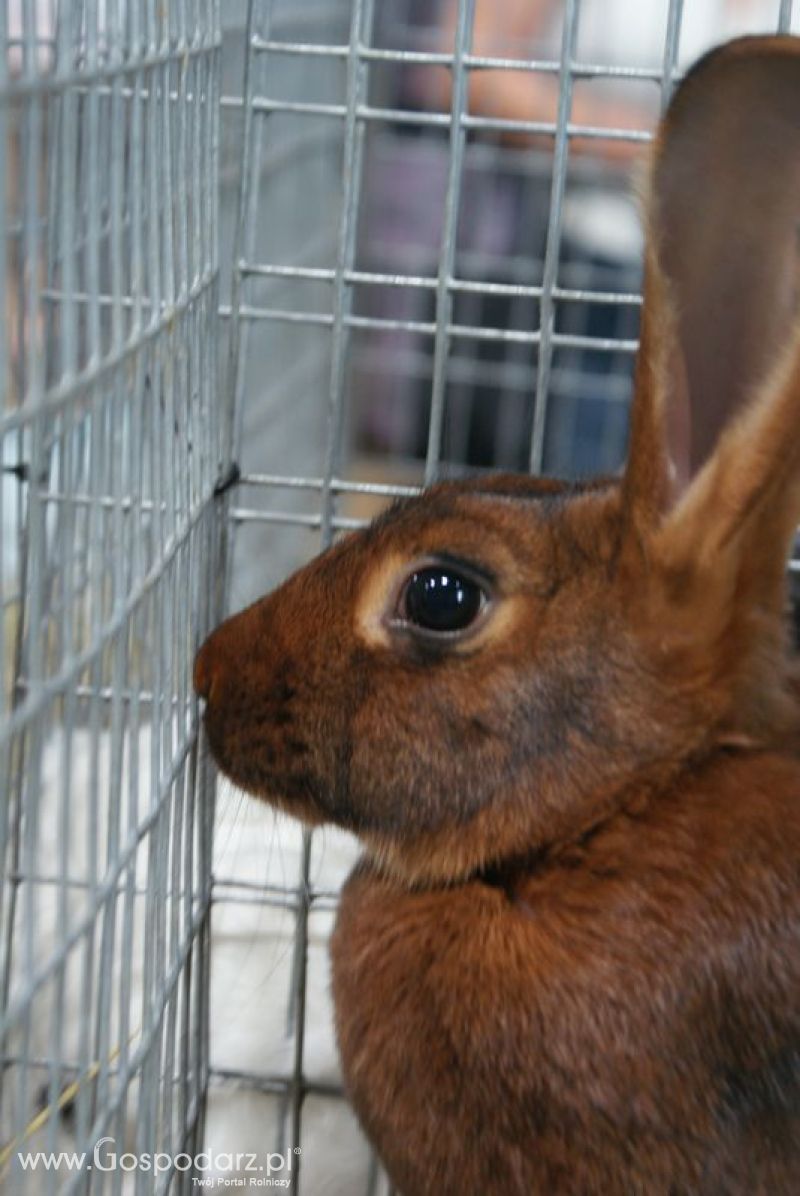 Króliki, nutrie, lisy, norki i inne futerkowe zwierzęta na XXV KWZH