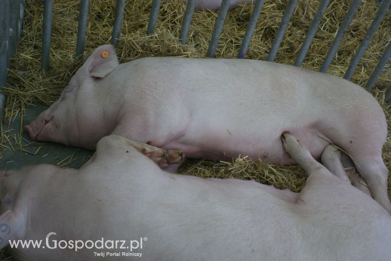 Lochy, knury na XXV Krajowej Wystawie Zwierząt Hodowlanych