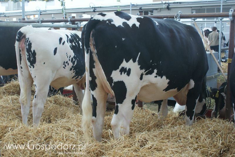 Bydło mleczne na XXV Krajowej Wystawie Zwierząt Hodowlanych