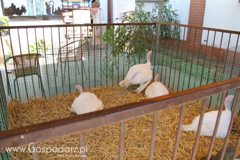 Zielone AGRO SHOW – POLSKIE ZBOŻA 2014 w Sielinku - niedziela