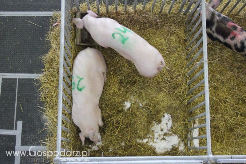 XXVI Krajowa Wystawa Zwierząt Hodowlanych - sobota i niedziela