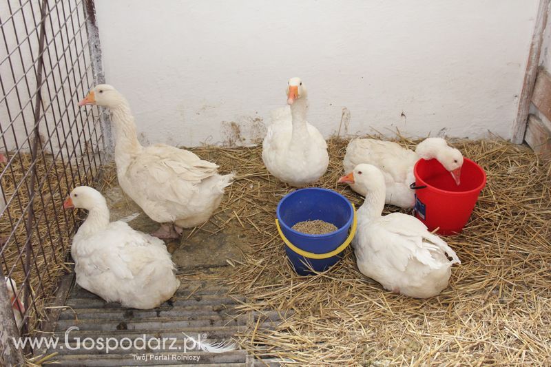 XVIII Regionalna Wystawa Zwierząt Hodowlanych w Szepietowie - niedziela