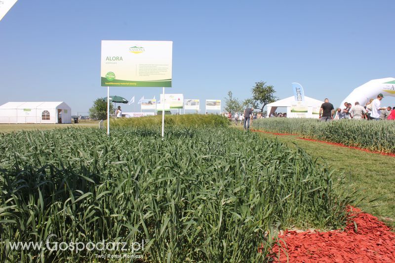 Polskie Zboża 2011 - Piątek 