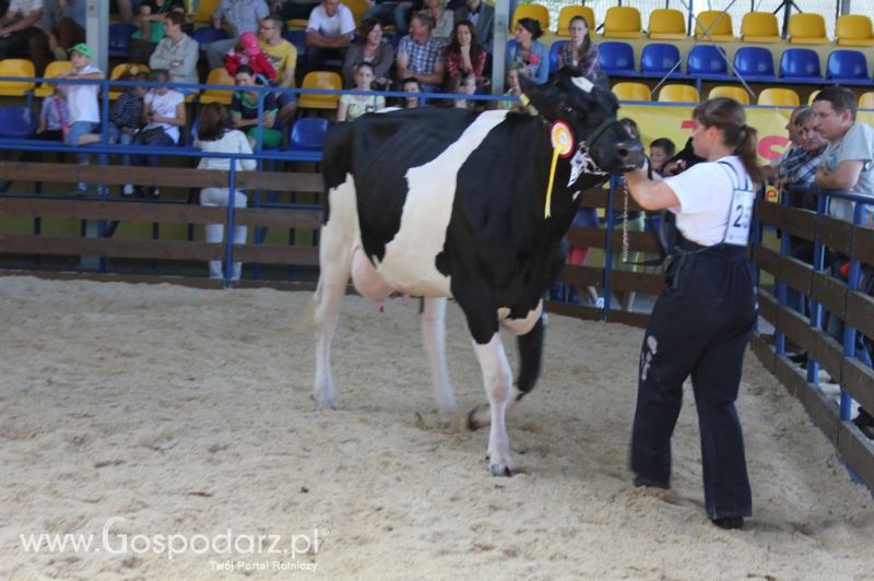 Bydło - Szepietowo 2012 XIX Regionalna Wystawa Zwierząt Hodowlanych