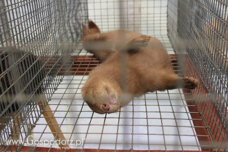 Konferencja Naukowo-Techniczna pt. Innowacyjność w produkcji zwierzęcej - oczekiwania czy konieczność dzień drugi