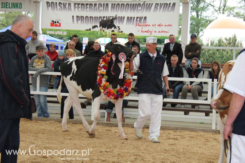 Prezentacja Championów na VII Ogólnopolskiej Wystawie Bydła Hodowlanego w Sielinku 2012