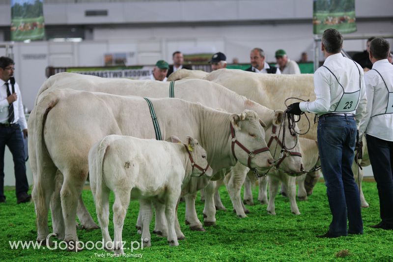 KWZH 2015 piątek