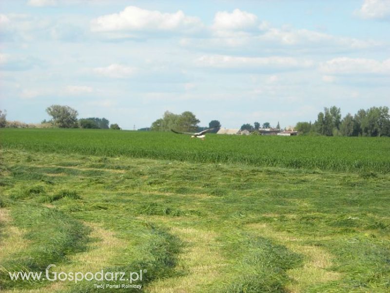 pierwsze sianokosy w roli głownej ursus c330M...