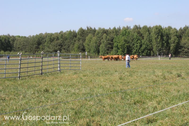 Wypas bydła - Zielone Agro Show 2011 Kąkolewo 