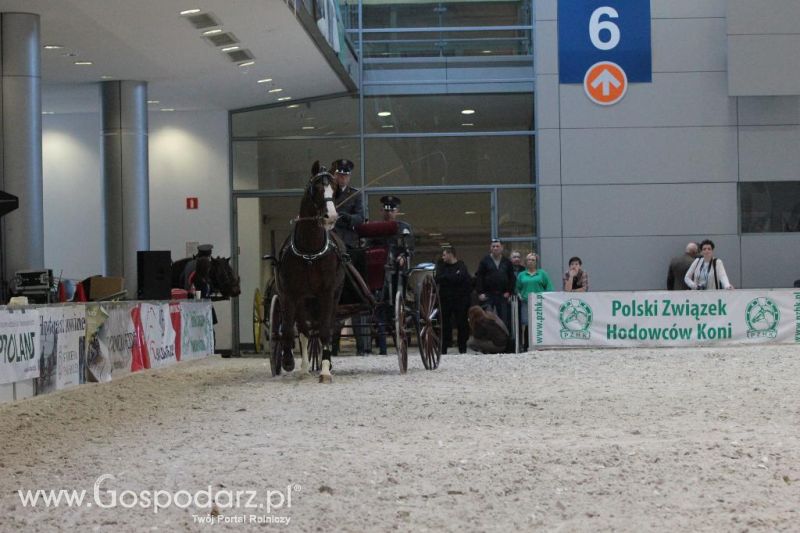 CAVALIADA 2013 w Poznaniu
