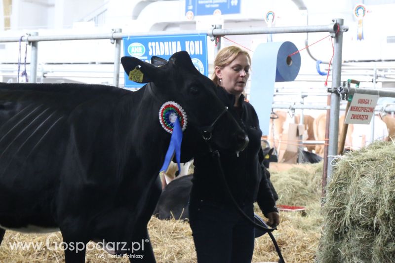 Krajowa Wystawa Zwierząt Hodowlanych w Poznaniu 2017 (niedziela, 7 maja)