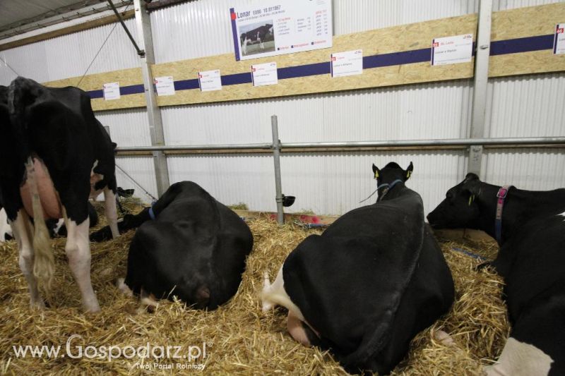 Wystawa  Blickpunkt Rind 2013 w miejscowości Paaren/Glien (Niemcy)