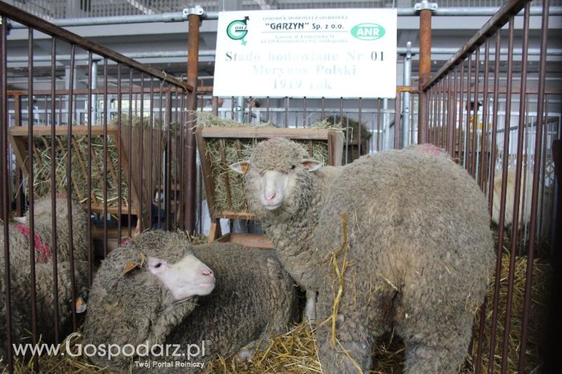 XXVI Krajowa Wystawa Zwierząt Hodowlanych - sobota i niedziela