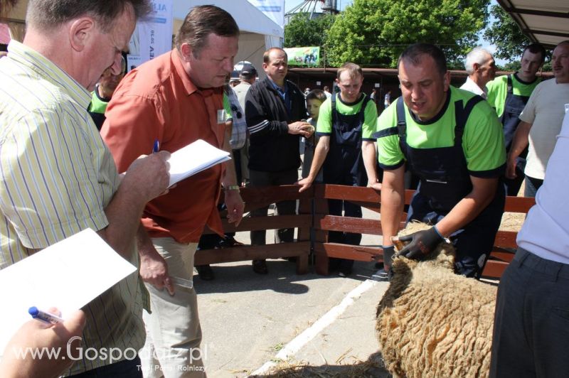 Owce- Szepietowo 2012 XIX Regionalna Wystawa Zwierząt Hodowlanych