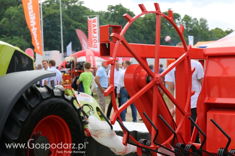 Maschio Gaspardo na Regionalnej Wystawie Zwierząt Hodowlanych i Dni z Doradztwem w Szepietowie 2017