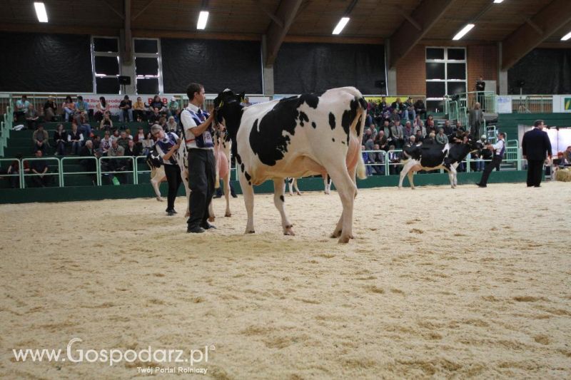 Wystawa  Blickpunkt Rind 2013 w miejscowości Paaren/Glien (Niemcy)