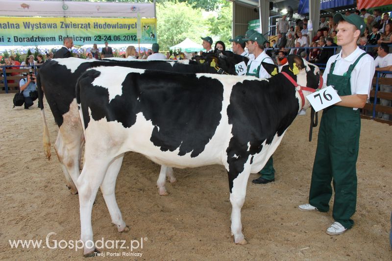 Bydło - Szepietowo 2012 XIX Regionalna Wystawa Zwierząt Hodowlanych