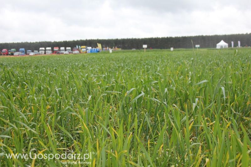 Polskie Zboża i Zielone Agro Show 2013